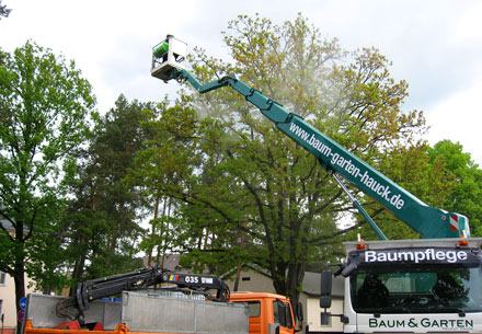 Behandlung von Eichen