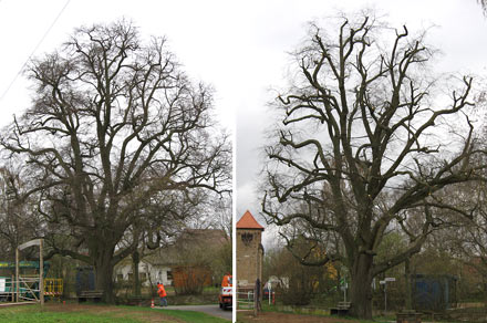 Linde-Naturdenkmal