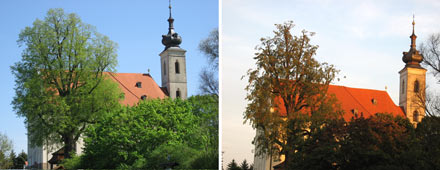 Linde an der Wallfahrtskirche 